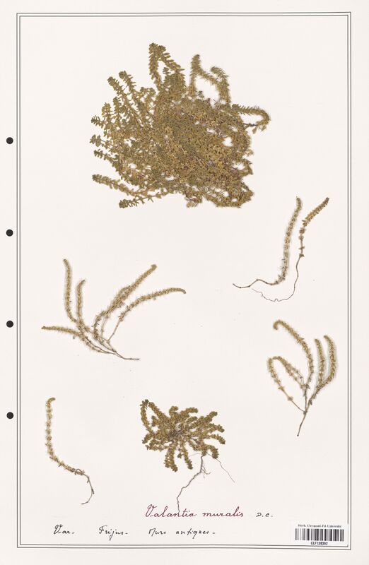 Valantia muralis  (Rubiaceae)