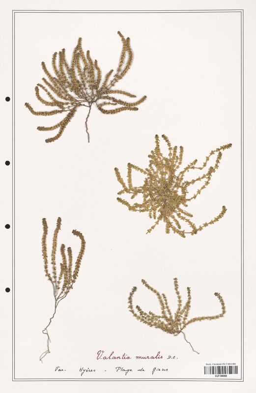 Valantia muralis  (Rubiaceae)