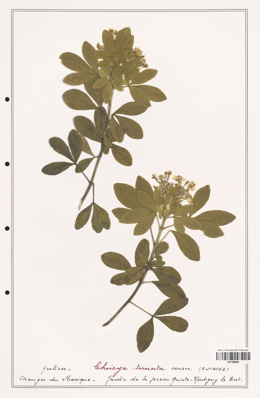 Choisya ternata  (Rutaceae)