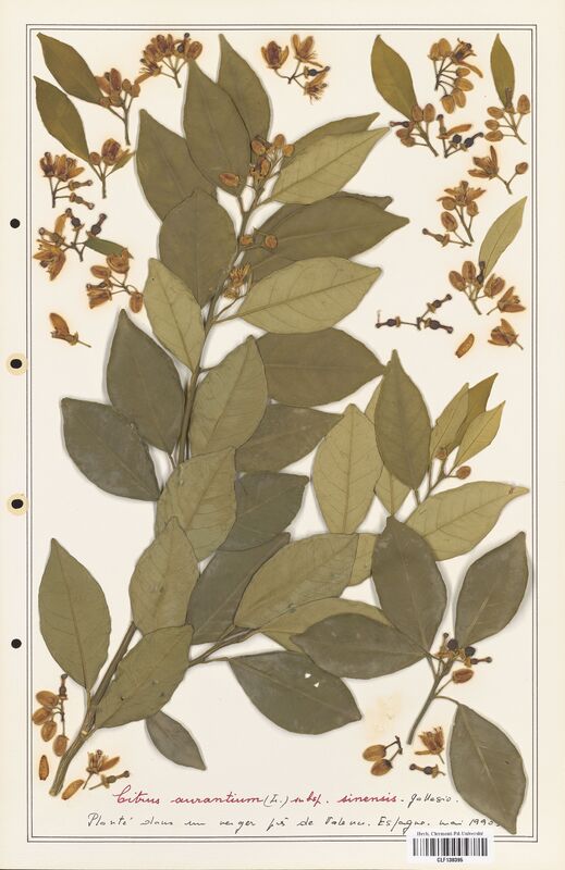 Citrus aurantium  (Rutaceae)