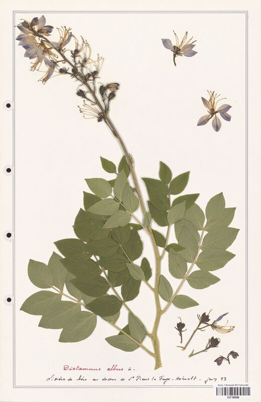 Dictamnus albus  (Rutaceae)