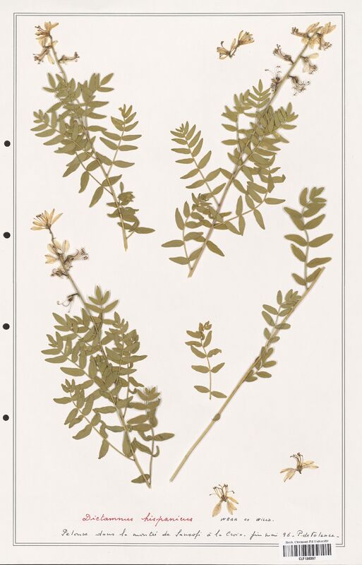 Dictamnus hispanicus  (Rutaceae)