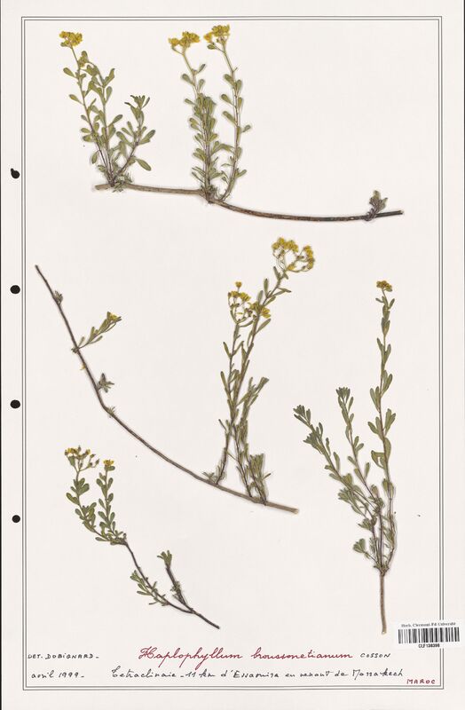 Haplophyllum broussonetianum  (Rutaceae)