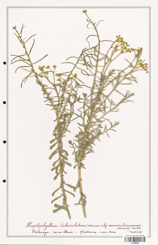 Haplophyllum tuberculatum  (Rutaceae)