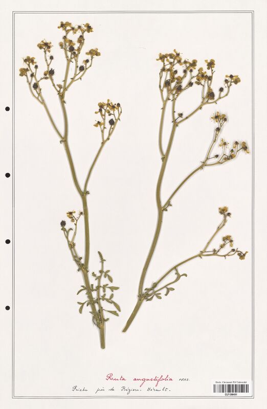 Ruta angustifolia  (Rutaceae)