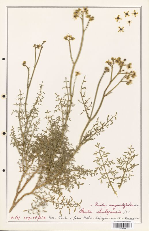Ruta angustifolia  (Rutaceae)