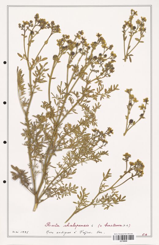 Ruta chalepensis  (Rutaceae)