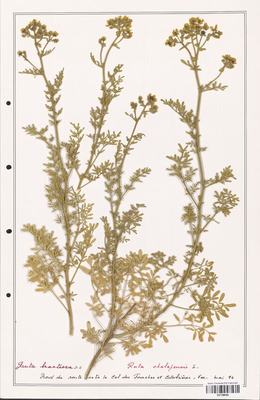 Ruta chalepensis  (Rutaceae)