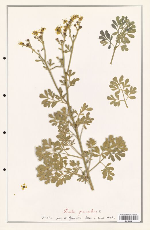 Ruta graveolus  (Rutaceae)