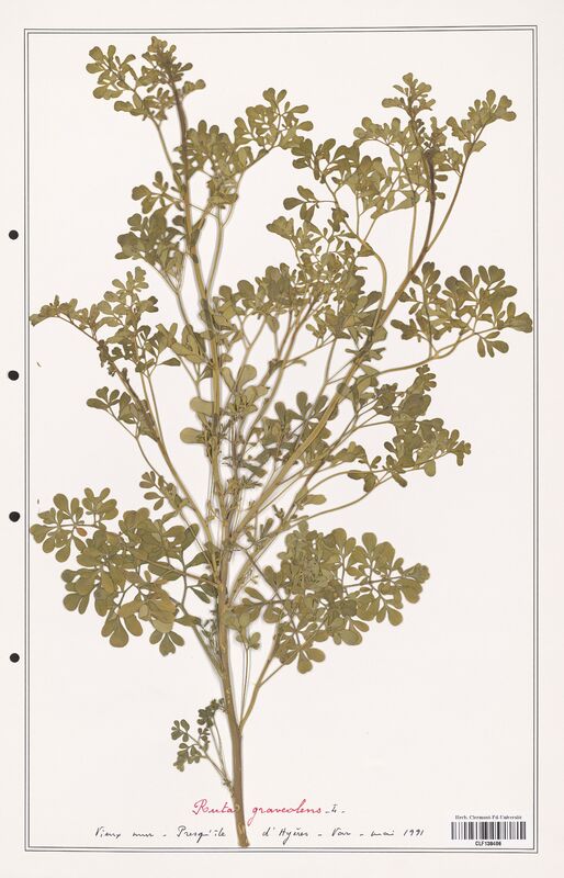 Ruta graveolus  (Rutaceae)