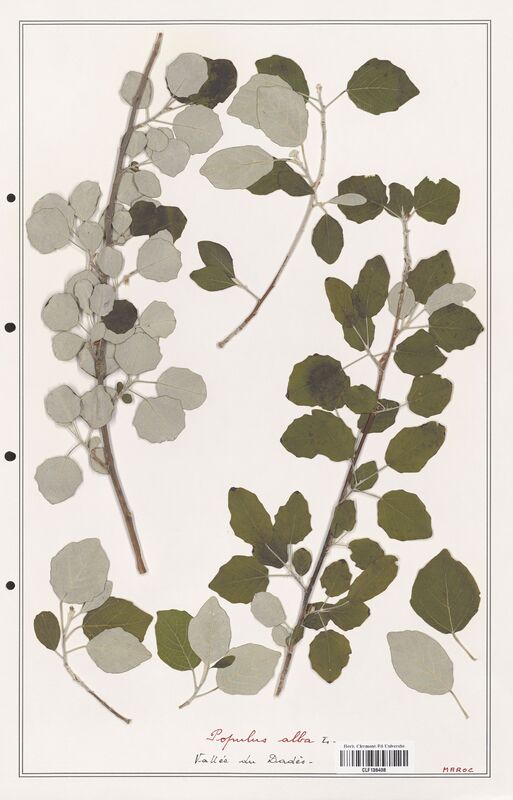 Populus alba  (Salicaceae)