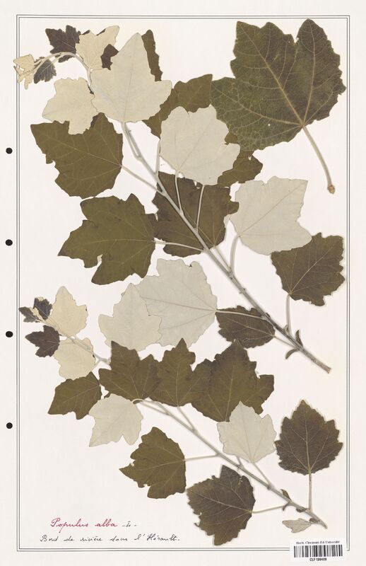 Populus alba  (Salicaceae)