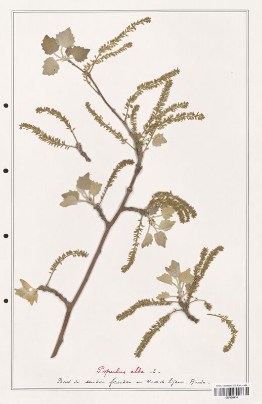 Populus alba  (Salicaceae)