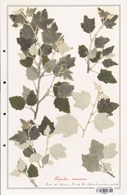 Populus canescens  (Salicaceae)