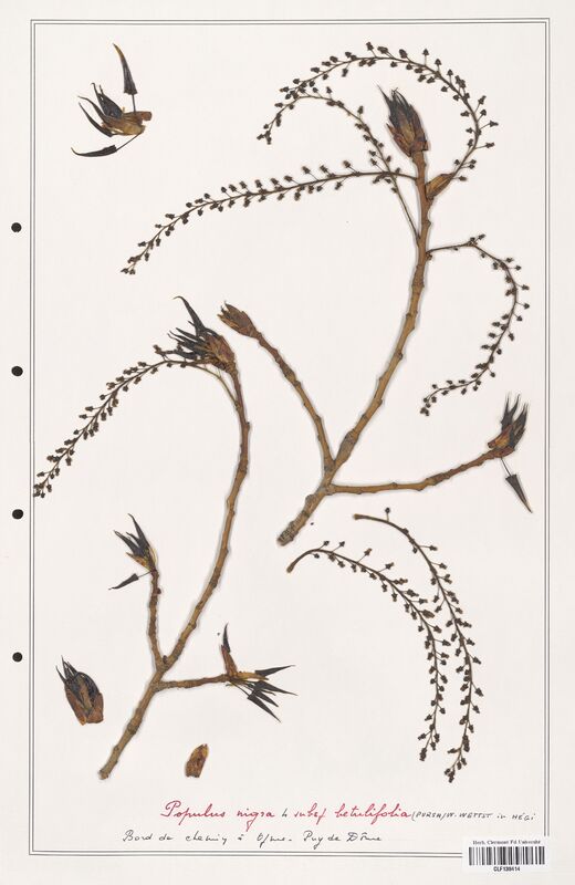 Populus nigra  (Salicaceae)