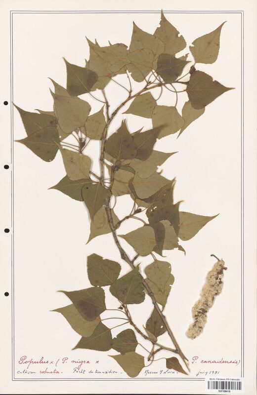 Populus nigra  (Salicaceae)