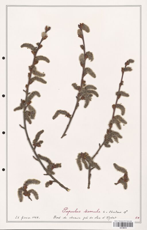 Populus tremula  (Salicaceae)