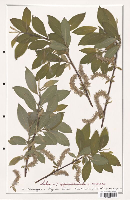 Salix appendiculata  (Salicaceae)
