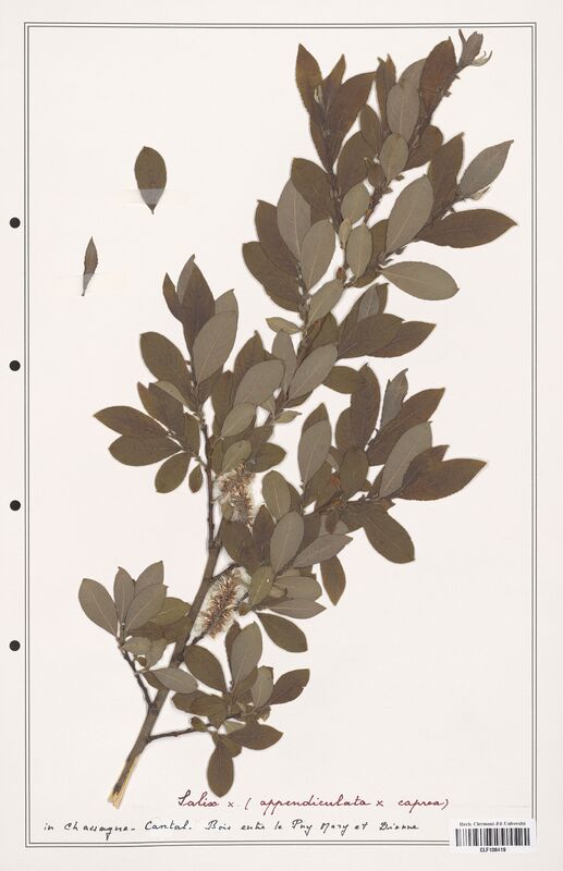 Salix appendiculata  (Salicaceae)