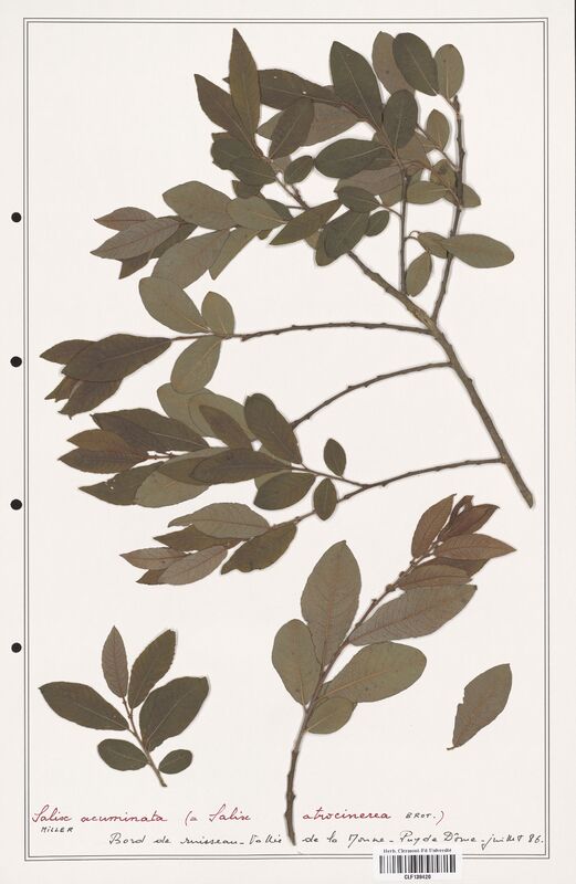 Salix acuminata  (Salicaceae)