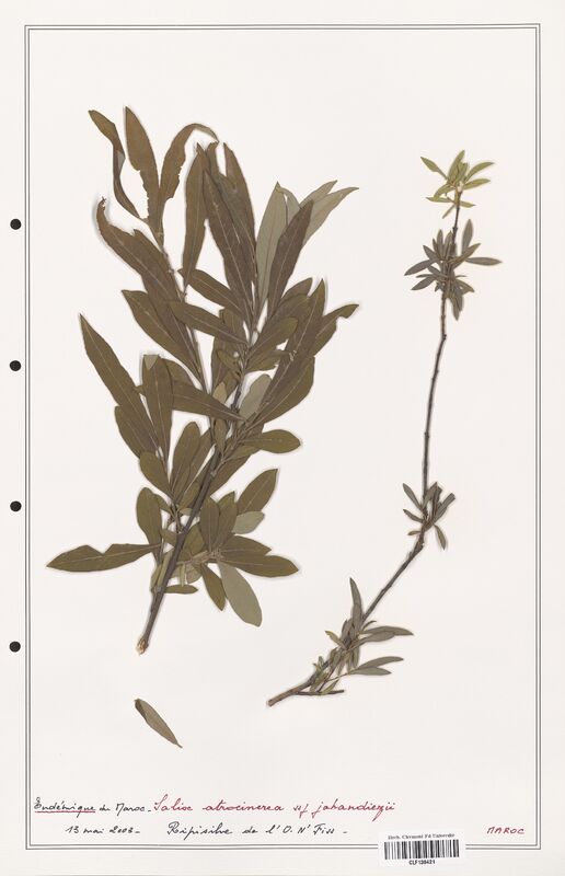 Salix atrocinerea  (Salicaceae)