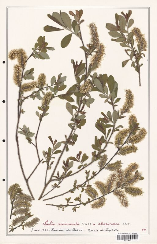 Salix acuminata  (Salicaceae)