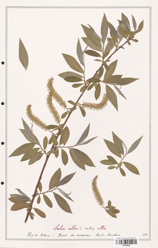 Salix alba  (Salicaceae)