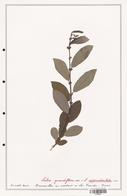 Salix grandiflora  (Salicaceae)