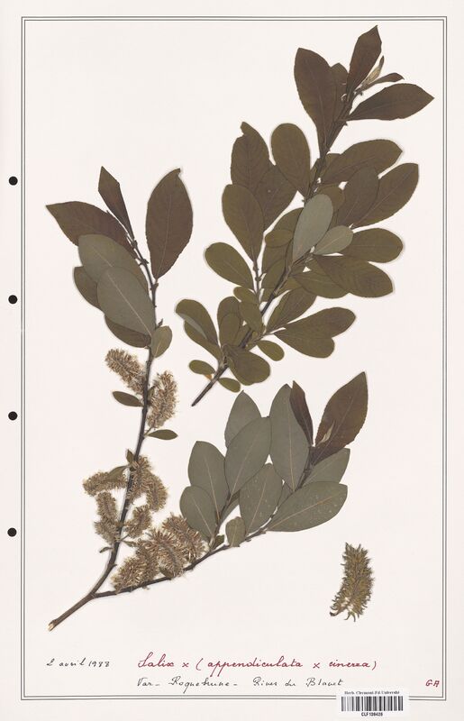 Salix appendiculata  (Salicaceae)