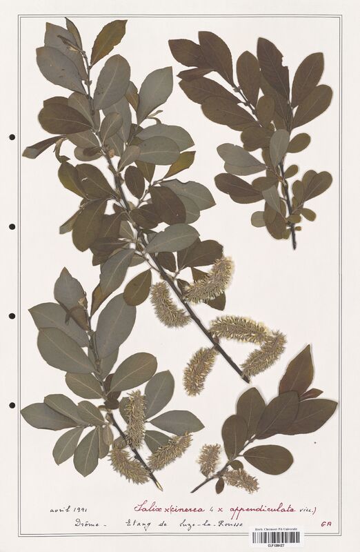 Salix appendiculata  (Salicaceae)