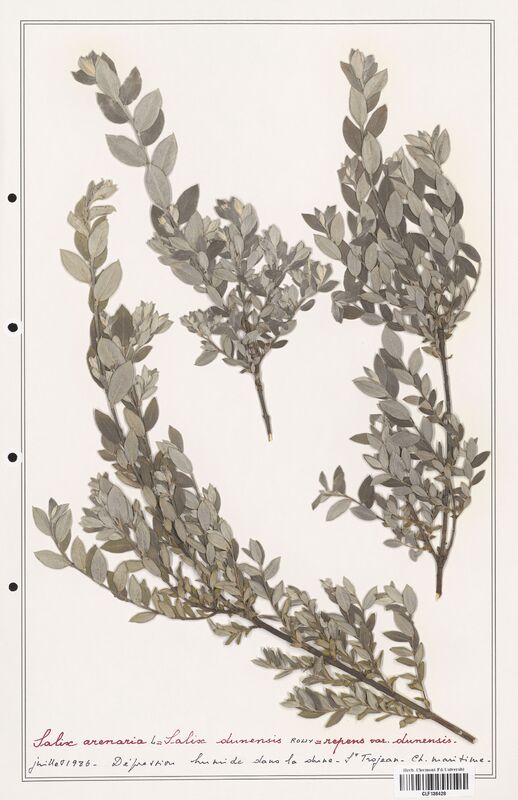 Salix arenaria  (Salicaceae)