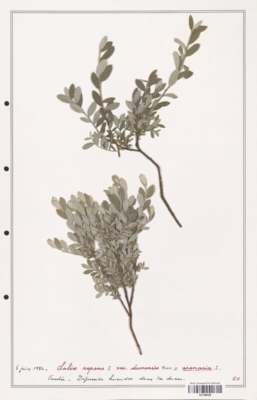 Salix repens  (Salicaceae)