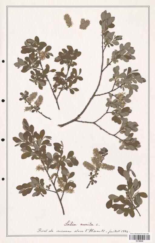 Salix aurita  (Salicaceae)