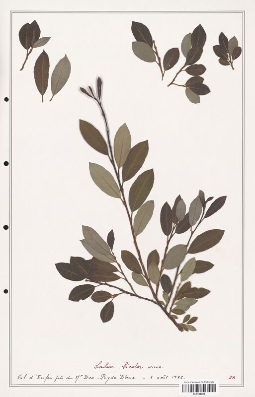 Salix bicolor  (Salicaceae)
