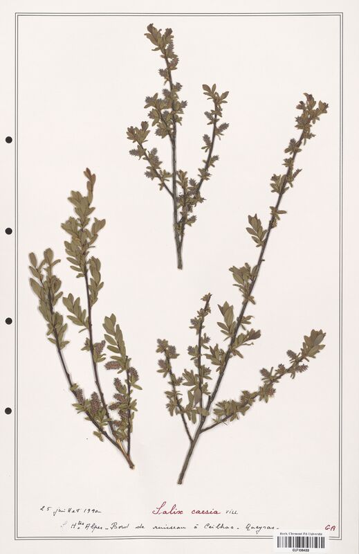 Salix caesia  (Salicaceae)