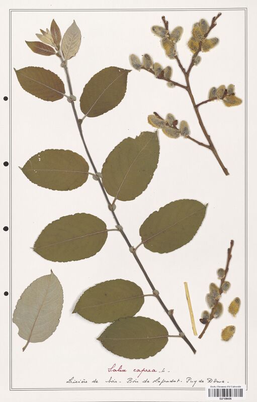 Salix caprea  (Salicaceae)