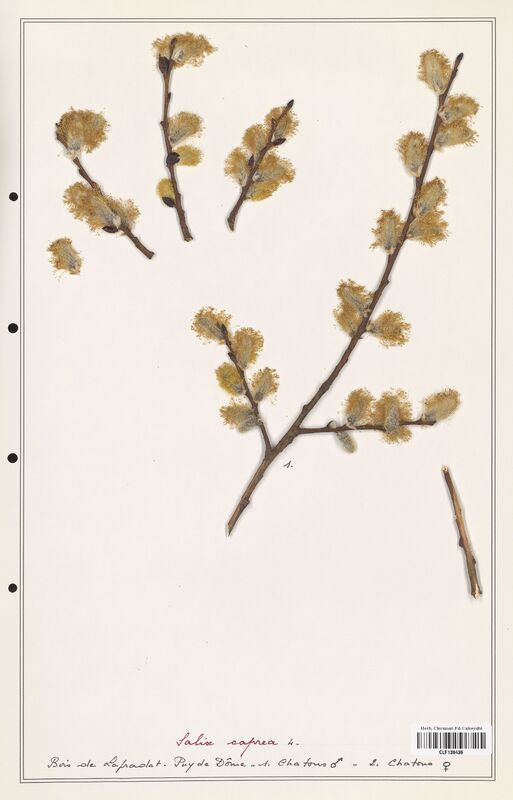 Salix caprea  (Salicaceae)