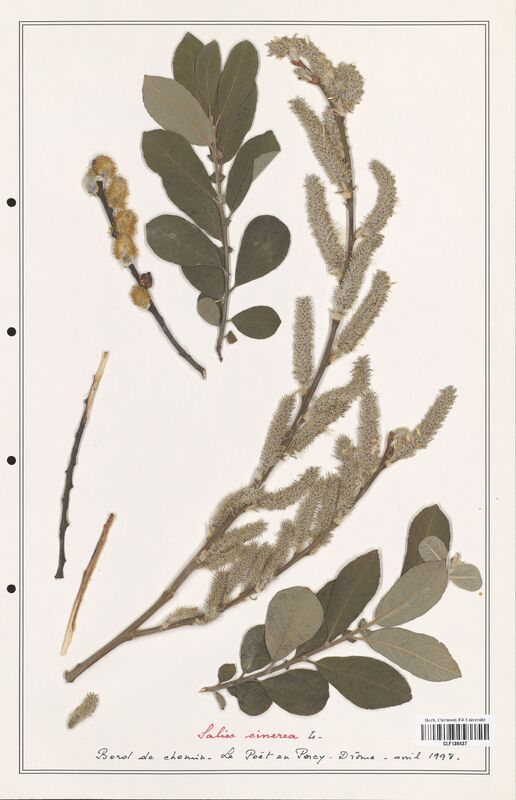 Salix cinerea  (Salicaceae)