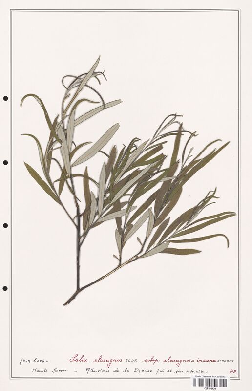 Salix elacagnos  (Salicaceae)
