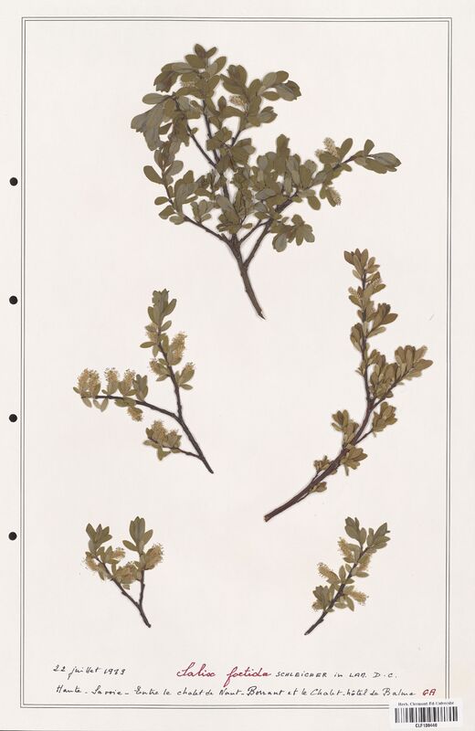 Salix foetida  (Salicaceae)
