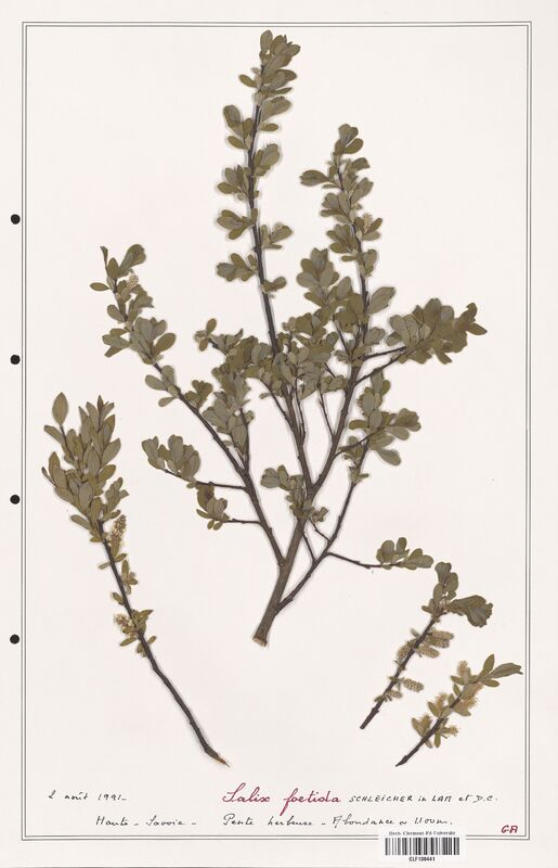 Salix foetida  (Salicaceae)
