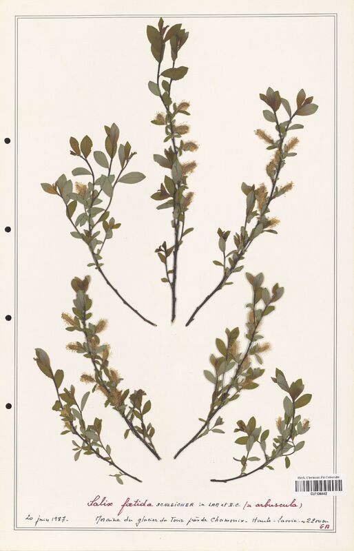 Salix foetida  (Salicaceae)