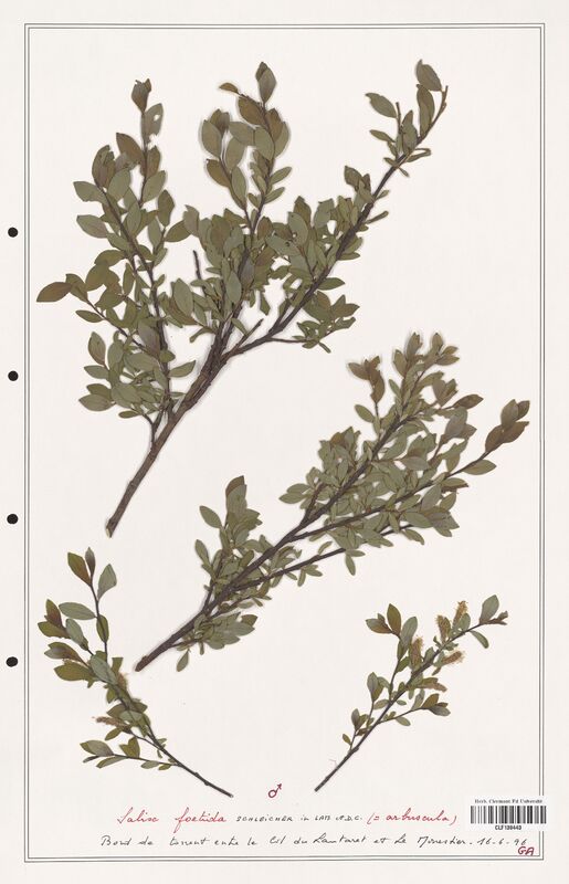 Salix foetida  (Salicaceae)