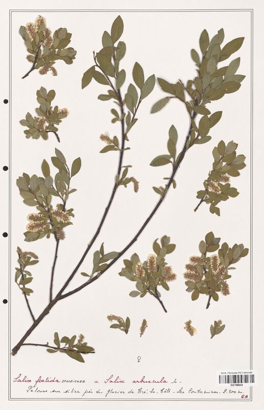 Salix foetida  (Salicaceae)