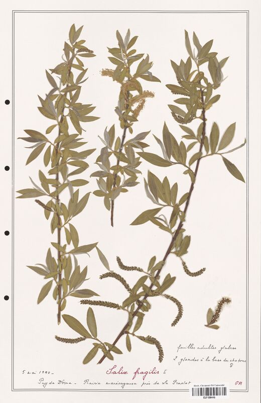 Salix fragilis  (Salicaceae)