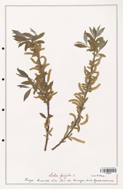 Salix fragilis  (Salicaceae)