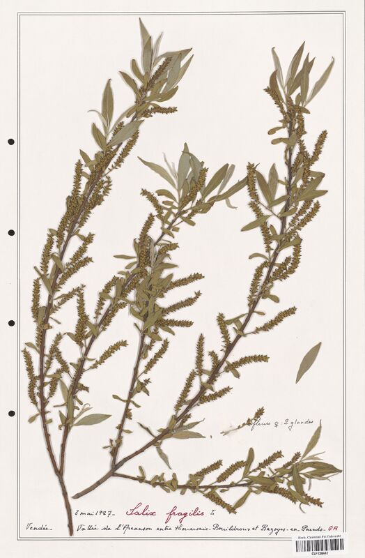 Salix fragilis  (Salicaceae)