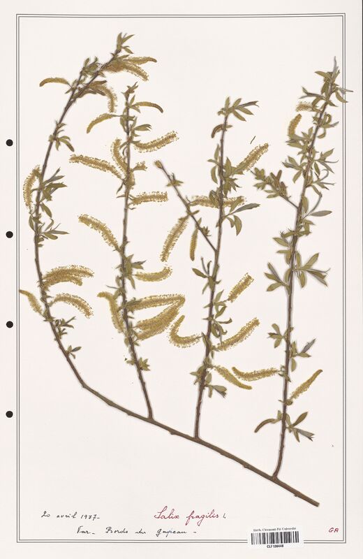 Salix fragilis  (Salicaceae)