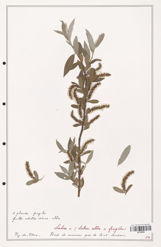 Salix fragilis  (Salicaceae)