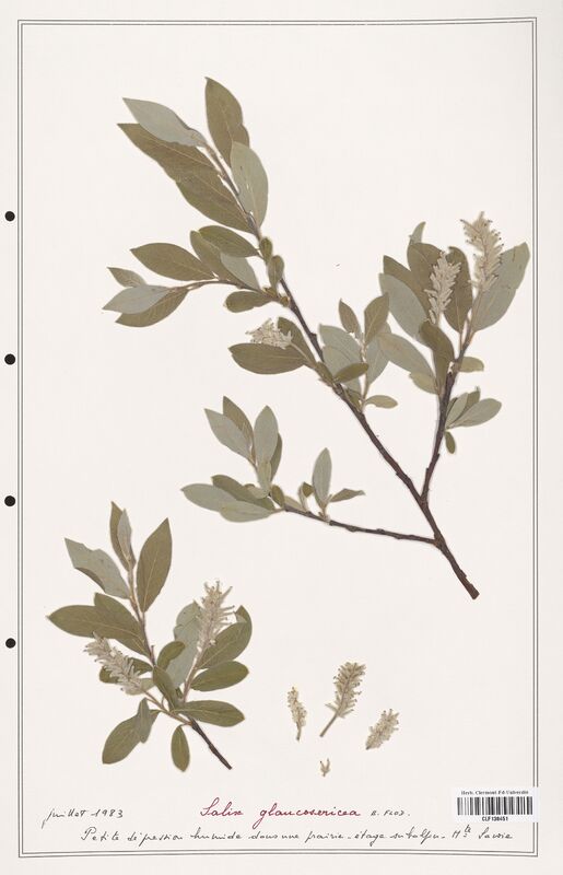 Salix glaucosericea  (Salicaceae)